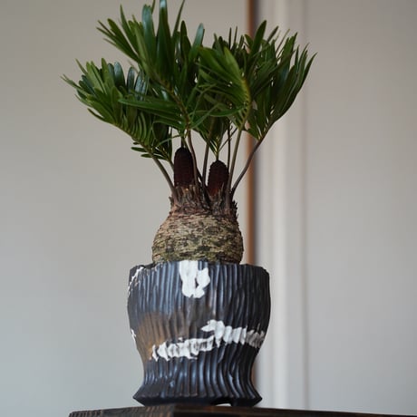 ［04］ダブルヘッド フロリダーナ  / 根本峻吾 S.N POT type.round 「爪牙 / 堕天 」4号鉢 笠間焼