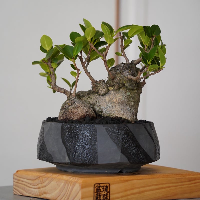 がじゅまる　No6 08］低重心ガジュマル Ficus microcarpa × 穂高隆児 「 暁 」6号