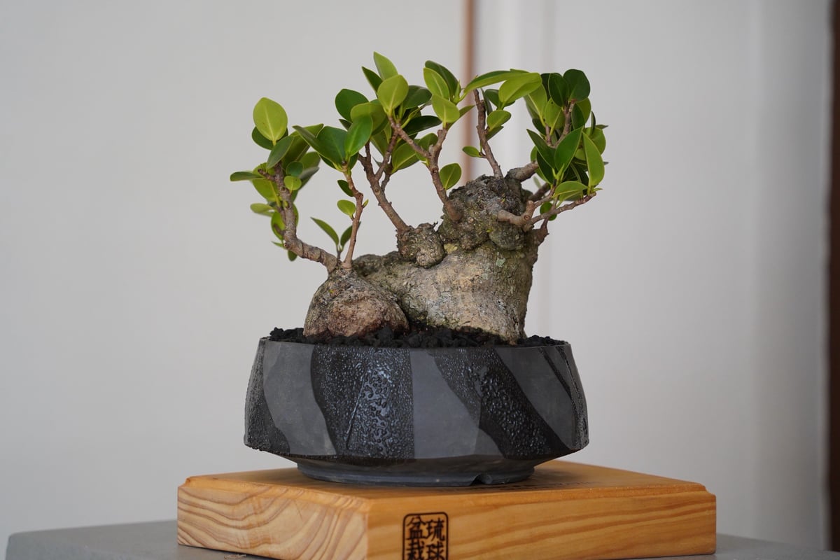 ゴートスカル盆栽 盆栽 カリン盆栽 花梨（かりん・ミニ盆栽 花梨）小さな盆栽 4240