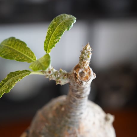 パキポディウム ウィンゾリー × 長浜太志 作「 太陽雨 (てぃーだあみ) 」やちむん 植木鉢 ［No.63］