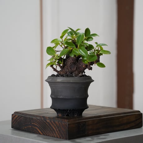 ガジュマル盆栽 琉球盆栽 入手困難 作家鉢 ガジュマル盆栽 琉球盆栽