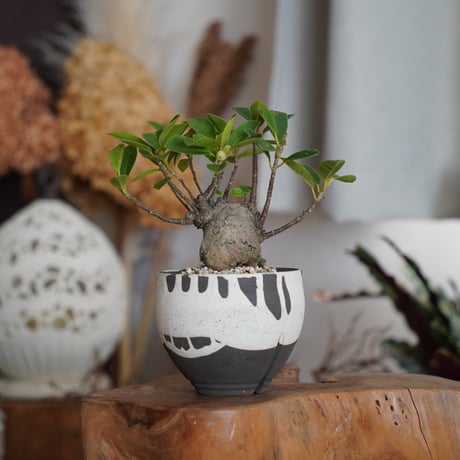 CATEGORY 黒二白 | 陶賊 -TOUZOKU- bonsai & pottery