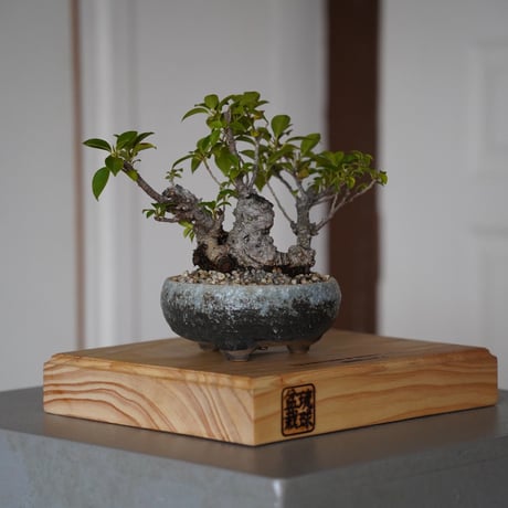 CATEGORY ガジュマル | 陶賊 -TOUZOKU- bonsai & pottery CATEGORY ガジュマル | 陶賊 -TOUZOKU- bonsai & pottery