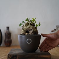 ［08］丸オオハマボウ Hibiscus Tiliaceus × QUTOTEN.「 円 - MADOKA - 無釉 」 size M