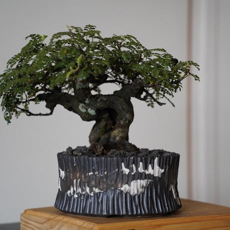 ［02］ 磯山椒 × 根本峻吾 S.N POT type.low 「爪牙 -堕天-」5.5号鉢