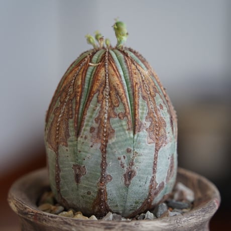 ユーフォルビア オベサ M 木質化 種付き〈メス〉 × 沼野秀章 作「刻ム音」3号 植木鉢 ［No.28］