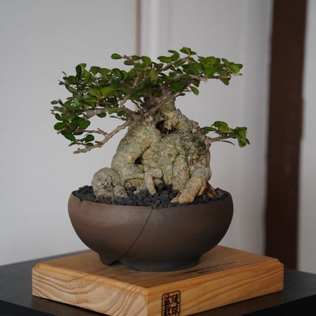 ［05］ハリツルマサキ Gymnosporia diversifolia × 木村直人 作 「輪花」6.5号鉢