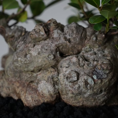 ［12］大福ガジュマル Ficus microcarpa × 穂高隆児 「 暁 」6号鉢 笠間焼