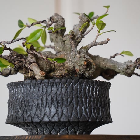 ［76］メデューサ ガジュマル Ficus microcarpa × 沖誠「 Bark / shallow 」4号鉢 笠間焼