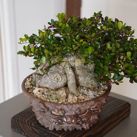 ［64］大株 ハリツルマサキ Gymnosporia diversifolia × なみひら陶房 「シーサー」7号鉢 やちむん