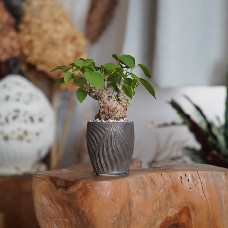 CATEGORY 新里竜子 植木鉢作品 | 陶賊 -TOUZOKU- bonsai & pot