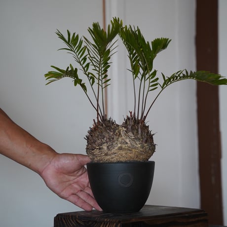 CATEGORY QUTOTEN. | 陶賊 -TOUZOKU- bonsai & pottery