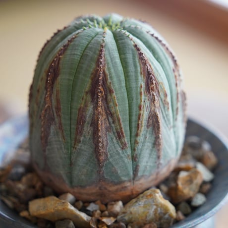 ユーフォルビア オベサ 木質化 φ8cm〈メス〉 × 坂本新 作  「LUSTER OVERGLAZE」3号 植木鉢 ［No.37］