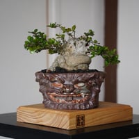 ［11］太幹ハリツルマサキ Gymnosporia diversifolia × なみひら陶房 「シーサー」6号鉢 やちむん