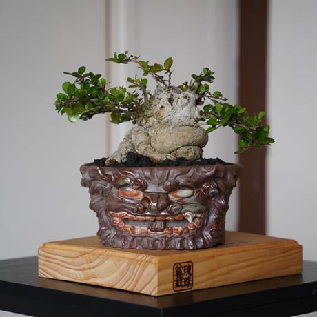 オオハマボウ　ハリツルマサキ　珍奇植物　琉球盆栽 オオハマボウ ハリツルマサキ 珍奇植物 琉球盆栽