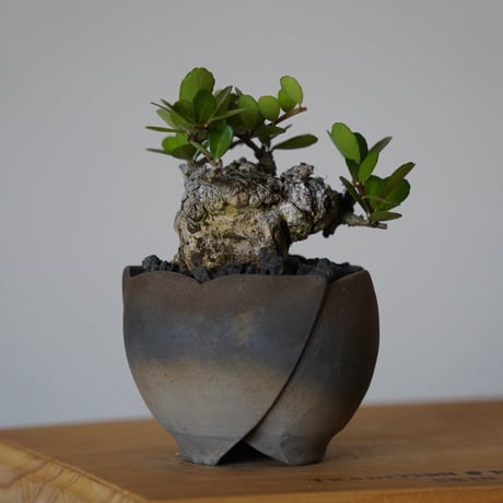［34］ハリツルマサキ Gymnosporia diversifolia × 木村直人「輪花 - rinka- 」2号鉢 笠間焼