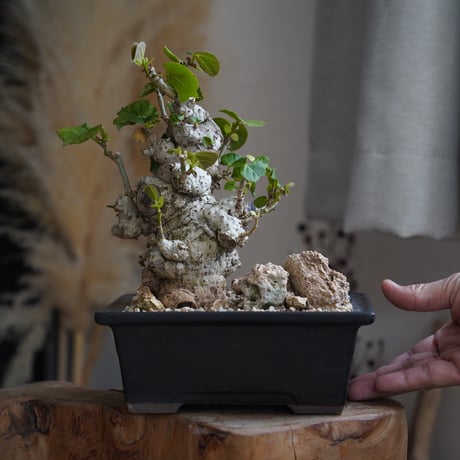 沖縄盆栽 | STORES