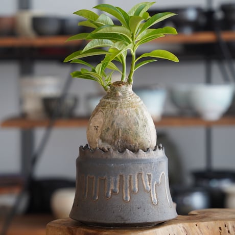 パキポディウム デカリー × 根本峻吾 作 S.N POT type.cylinder「 黑焰 - kokuen - 」4号 植木鉢 ［No.41］