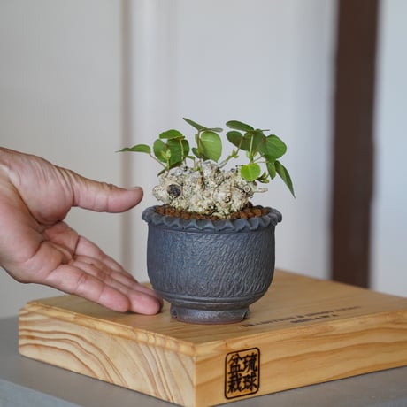 陶賊 -TOUZOKU- bonsai & pottery