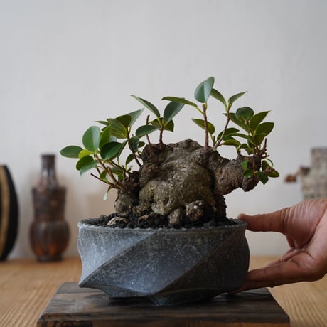 陶賊 -TOUZOKU- bonsai & pottery