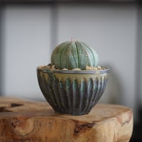 ユーフォルビア オベサ M〈メス〉 × 森田昌求 作「CLAW」3号 植木鉢 ［No.26］
