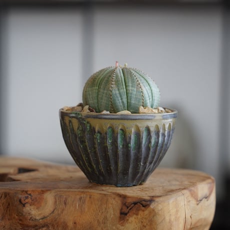 CATEGORY ユーフォルビア - Euphorbia - | 陶賊 -TOUZOKU- b