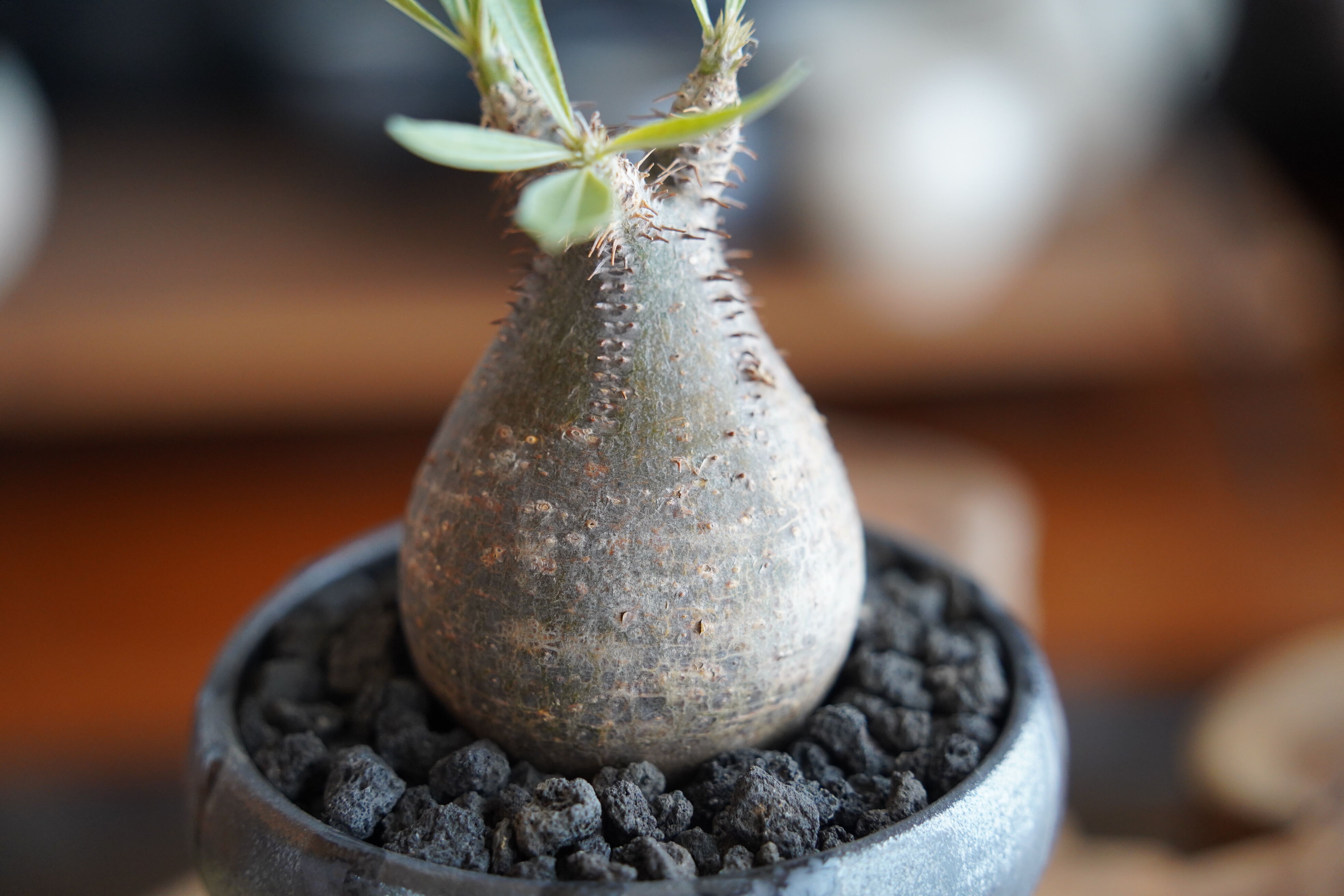 【入手困難】うるま陶器の植木鉢　陶器鉢　作家鉢　パキポディウムグラキリス original