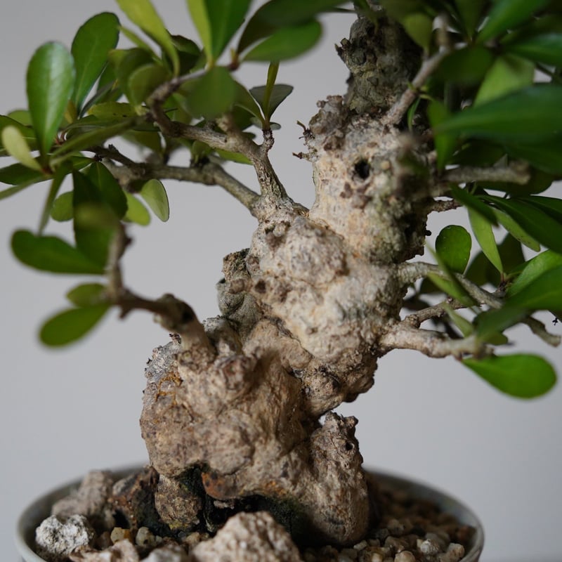 マッコウ（和名：ハリツルマサキ）