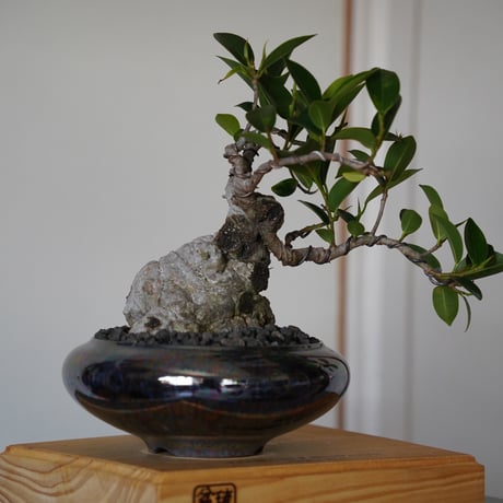 ［30］懸崖 古木ガジュマル Ficus microcarpa × 坂本新 「  LUSTER BLACK 」5号鉢 笠間焼