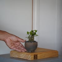 ［33］ハリツルマサキ Gymnosporia diversifolia × 木村直人「輪花 - rinka- 」2号鉢 笠間焼