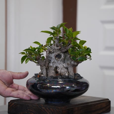 陶賊 -TOUZOKU- bonsai & pottery