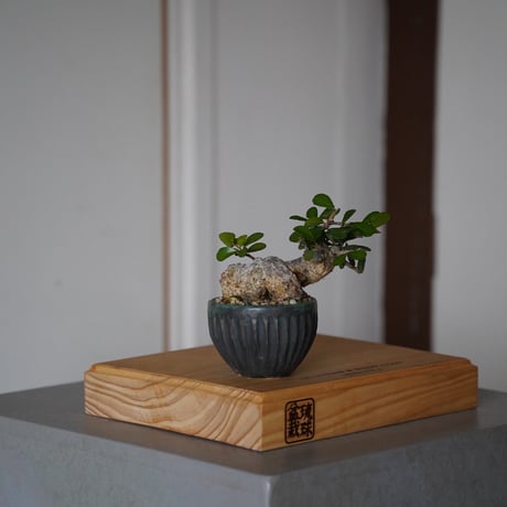 CATEGORY ハリツルマサキ(マッコウ) | 陶賊 -TOUZOKU- bonsai &