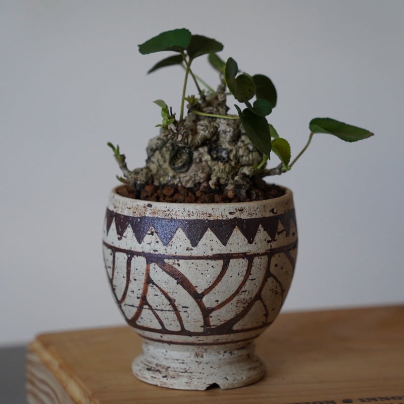 オトガ 華ヤカ ランチョン 勇様 4枚 オトガ 華ヤカ ランチョン