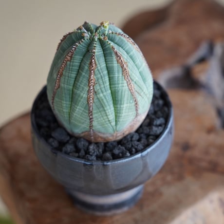 ユーフォルビア オベサ 木質化 φ7.5cm〈オス〉 × naka. 作「BLACK × BLACK 」3号 植木鉢 ［No.38］