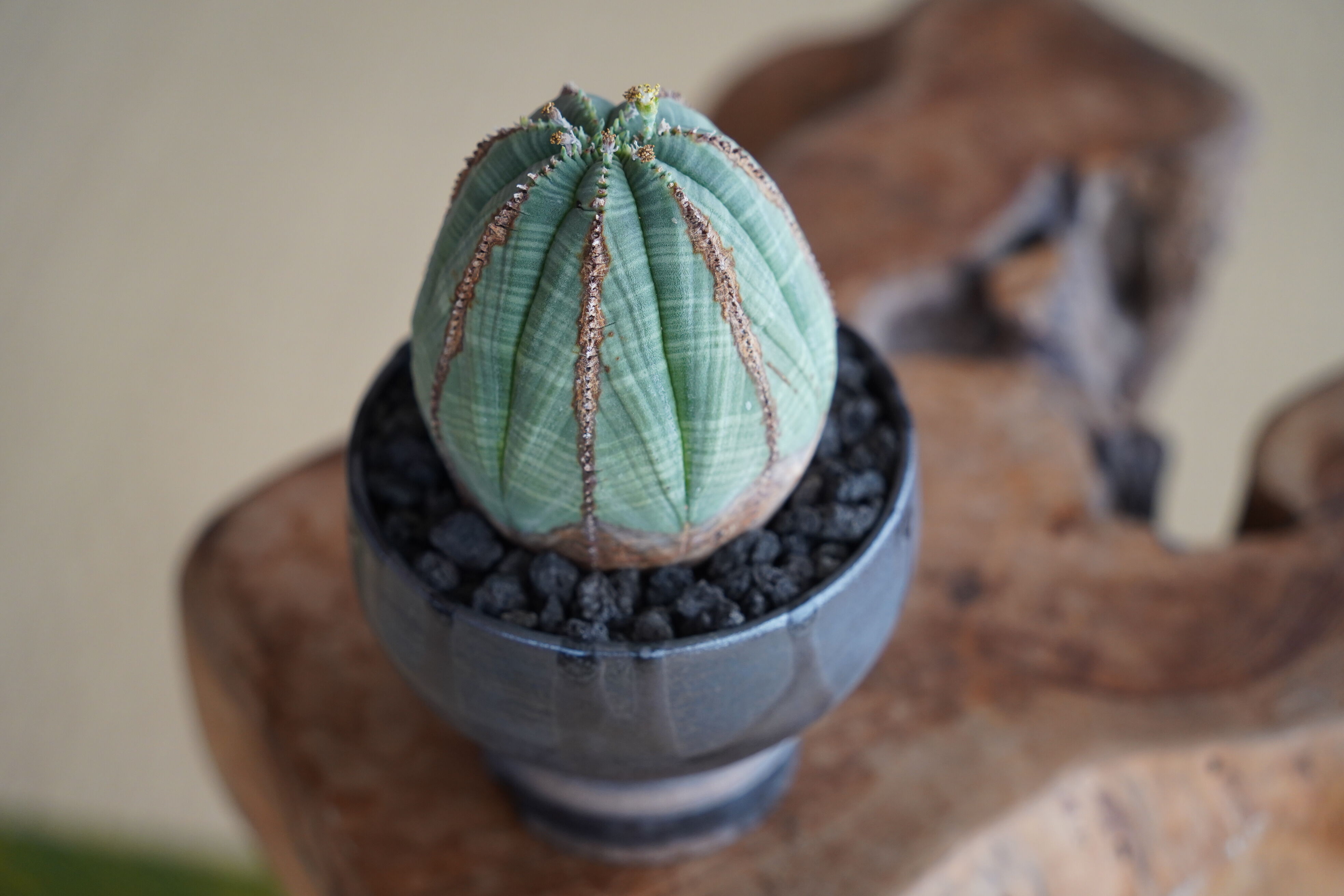 ユーフォルビア オベサ 木質化 φ7.5cm〈オス〉 × naka. 作「BLACK × BL
