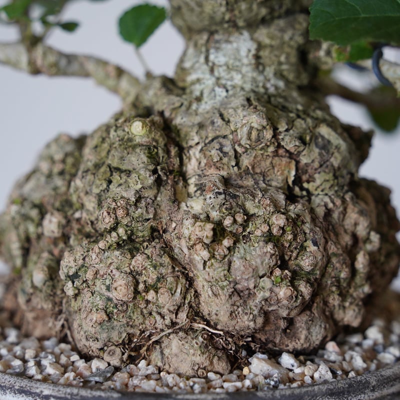 27］丸株 オオハマボウ Hibiscus Tiliaceus × 根本峻吾「 鐡 - 堕