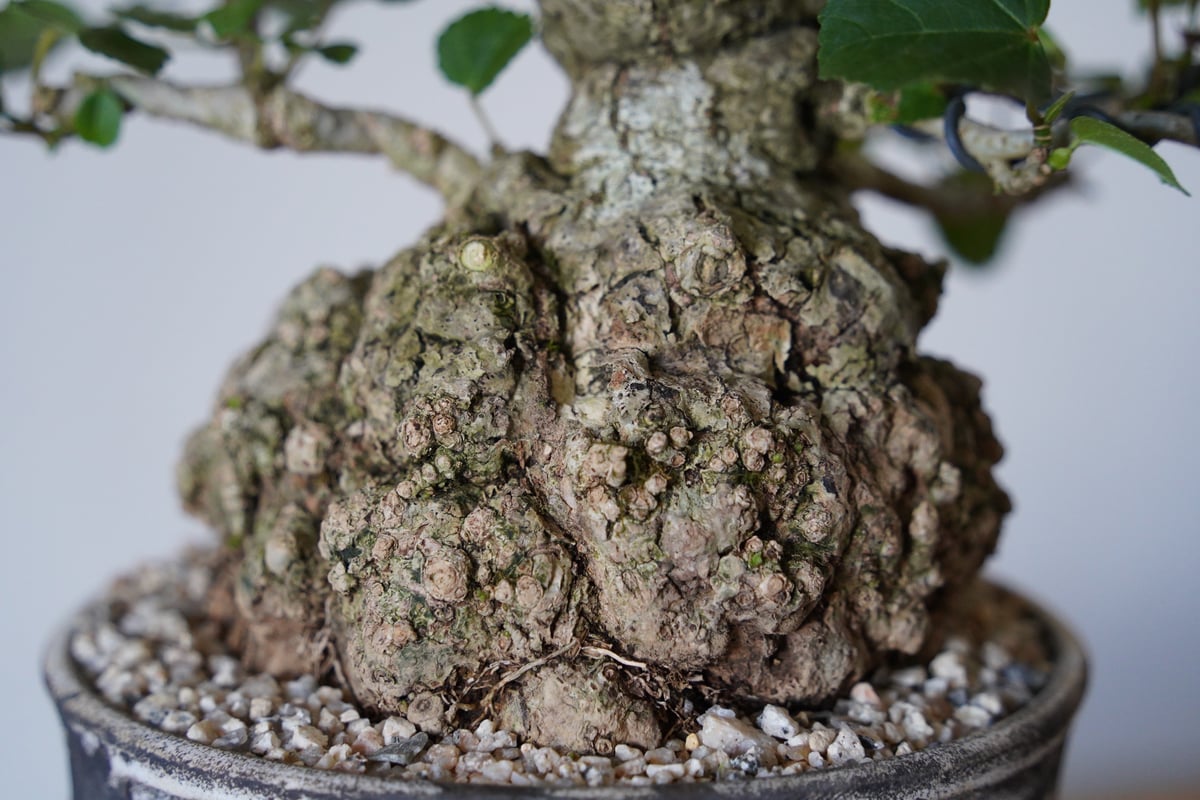27］丸株 オオハマボウ Hibiscus Tiliaceus × 根本峻吾「 鐡 - 堕