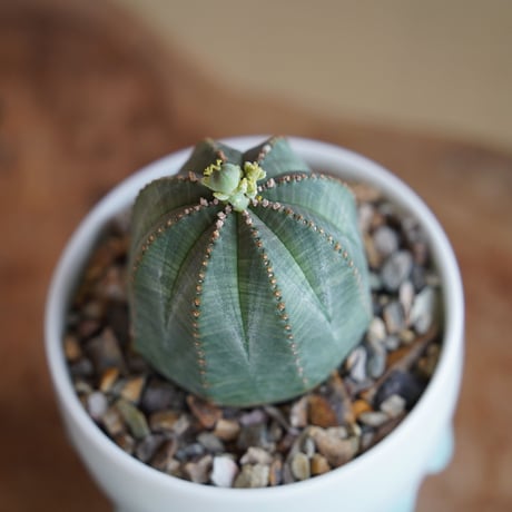 ユーフォルビア オベサ S 種付き〈メス〉 × 小林哲也 作「雫」2.5号 植木鉢 ［No.25］