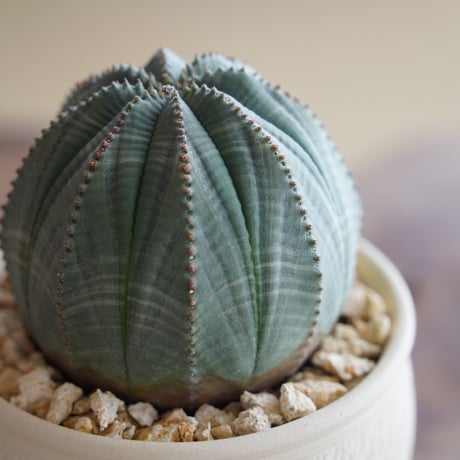 ユーフォルビア オベサ 美形 φ8cm〈メス〉 × 與那嶺大輔 作「琉球飛び鉋 白」3号 植木鉢 ［No.39］