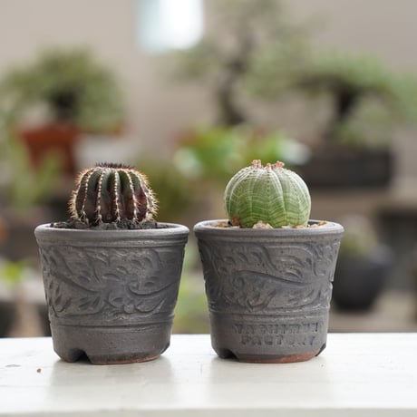 Youtubeショート商品登場 オベサ・群生 陶器鉢付 小品盆栽 Youtube