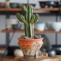 ユーフォルビア 大正キリン × 沼野秀章 作 「刻ム音 - 橙 - 」4号 植木鉢 ［No.35］