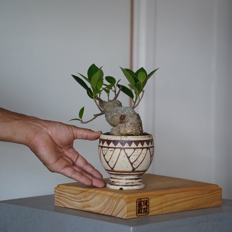 CATEGORY 根本峻吾【 S.N.Pot 】植木鉢作品 笠間焼 | 陶賊 -TOUZOKU