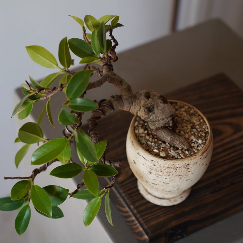 05］懸崖ガジュマル Ficus microcarpa × mano. 3号鉢 やちむん