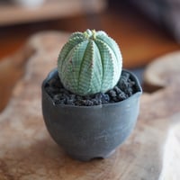 HABITAT STYLE / オベサ&ホリダ / 與那嶺大輔 作 植木鉢［No.52］ |