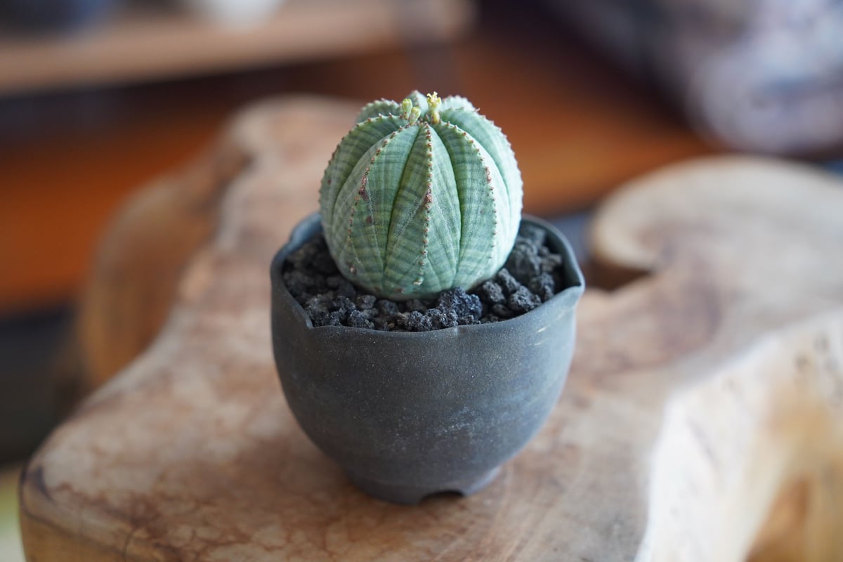 ユーフォルビア オベサ φ5cm ［メス］ × 木村直人 作「輪花 - rinka