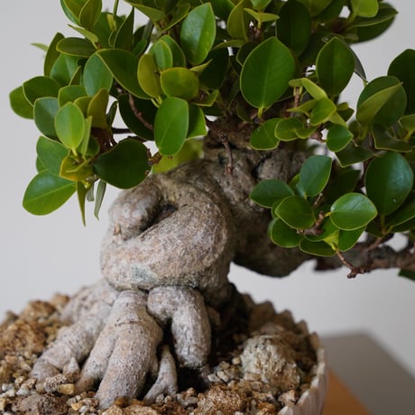 ［07］懸崖パンダガジュマル Ficus microcarpa × 中野明彦 作 「KIRIKO」6号鉢