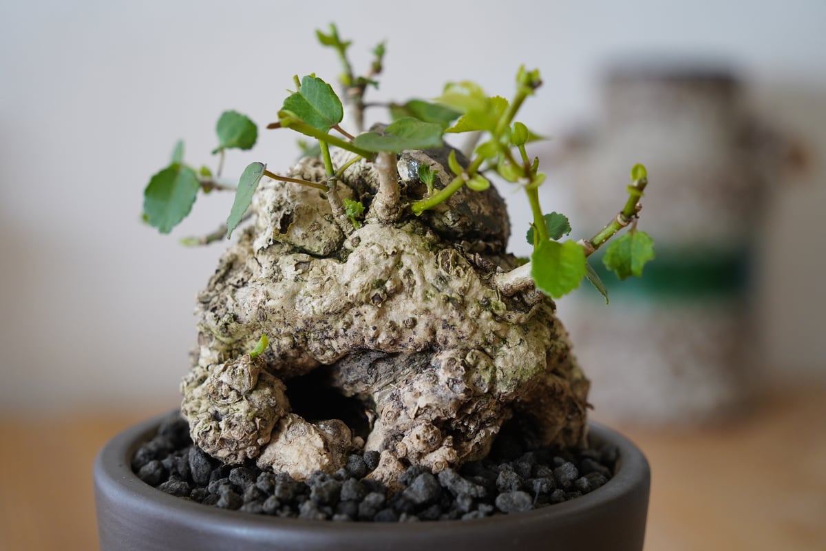 ガジュマル　オオハマボウ　手のひらサイズの盆栽 ガジュマル オオハマボウ 手のひらサイズの盆栽 IN THE ROOM