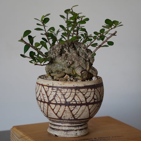 ［25］ハリツルマサキ Gymnosporia diversifolia × mano 4号鉢 やちむん