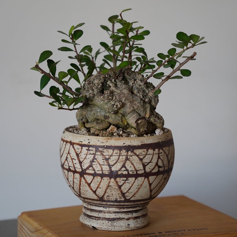 25］ハリツルマサキ Gymnosporia diversifolia × mano 4号鉢