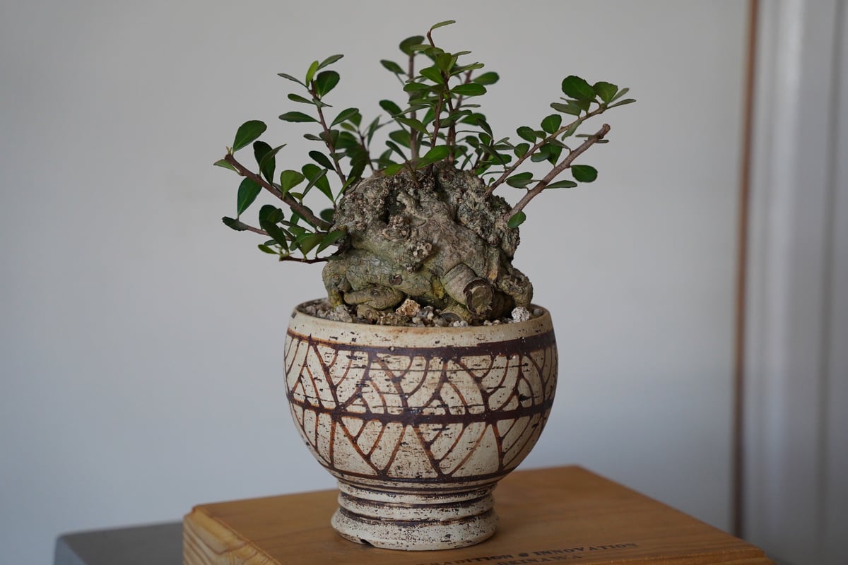 25］ハリツルマサキ Gymnosporia diversifolia × mano 4号鉢